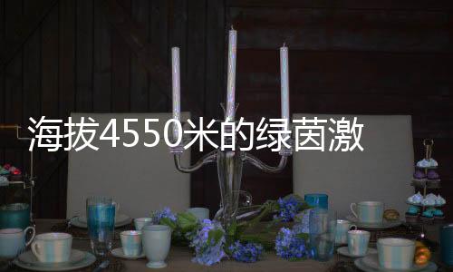 海拔4550米的綠茵激情：玉樹(shù)少年用熱愛(ài)踢出“世界波”